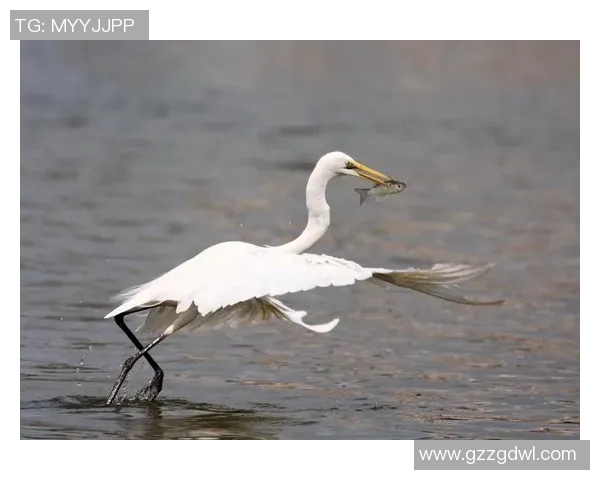 飓风与亚自由文字直播对决精彩瞬间全记录